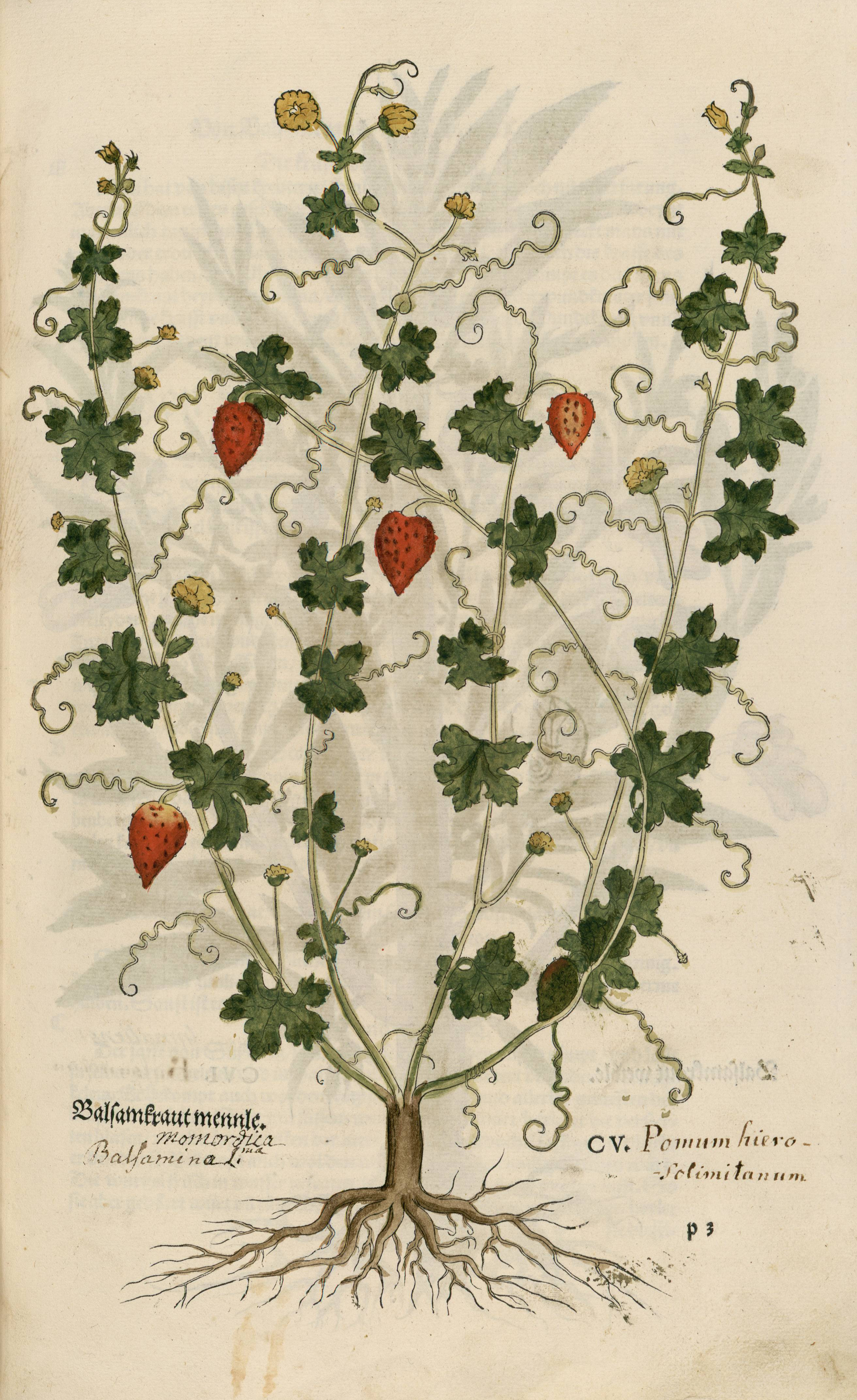 Herbier de Fuchs